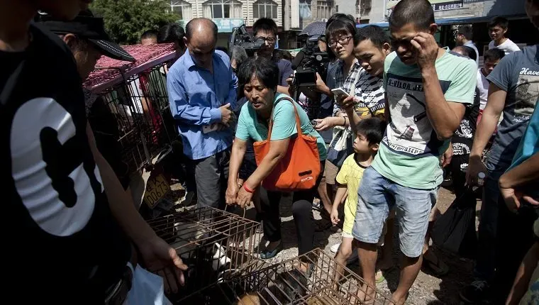 To zdjęcie zrobione 20 czerwca 2015 r. przedstawia kochającego zwierzęta Yang Xiaoyuna (w środku) kupującego około 100 psów na targu w Yulin w prowincji Guangxi w południowych Chinach. Yang zapłaciła ponad 1000 dolarów, aby zapobiec zjedzeniu około 100 psów przed festiwalem psiego mięsa, który wywołał oburzenie na całym świecie. CHINY OUT AFP PHOTO (Źródło zdjęcia powinno brzmieć STR/AFP/Getty Images)' title=