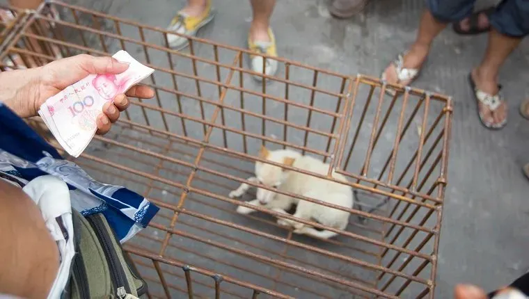 Psy przeznaczone do zabicia umieszcza się w klatkach na wolnym rynku przed Festiwalem Jedzenie Psów Yulin w mieście Yulin w południowych Chinach, w Autonomicznym Regionie Guangxi Zhuang, które odbędzie się 20 czerwca 2014 r. Około 10 000 psów zostanie poddanych ubojowi na mięso podczas Festiwalu Liczi i Psiego Mięsa w Yulin w prowincji Guangxi, który odbędzie się w niedzielę i poniedziałek, aby uczcić przesilenie letnie. Państwowe media podają, że tradycja jedzenia psiego mięsa sięga w Chinach i Korei Południowej czterysta lub pięćset lat wstecz. i innych krajach, ponieważ według państwowej agencji informacyjnej Xinhua uważa się, że chroni przed upałami w miesiącach letnich. (Zdjęcie: Jie Zhao/Corbis za pośrednictwem Getty Images)' title=