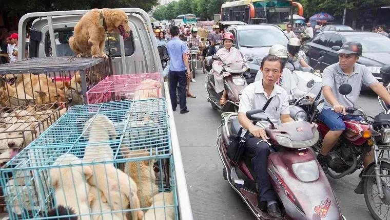 Psy przeznaczone do zabicia umieszcza się w klatkach na wolnym rynku przed Festiwalem Jedzenie Psów Yulin w mieście Yulin w południowych Chinach, w Autonomicznym Regionie Guangxi Zhuang, który odbędzie się 21 czerwca 2014 r. Około 10 000 psów zostanie poddanych ubojowi na mięso podczas Festiwalu Liczi i Psiego Mięsa w Yulin w prowincji Guangxi, który odbędzie się w niedzielę i poniedziałek, aby uczcić przesilenie letnie. Państwowe media podają, że tradycja jedzenia psiego mięsa sięga w Chinach i Korei Południowej czterysta lub pięćset lat wstecz. i innych krajach, ponieważ według państwowej agencji informacyjnej Xinhua uważa się, że chroni przed upałami w miesiącach letnich. (Zdjęcie: Jie Zhao/Corbis za pośrednictwem Getty Images)' title=