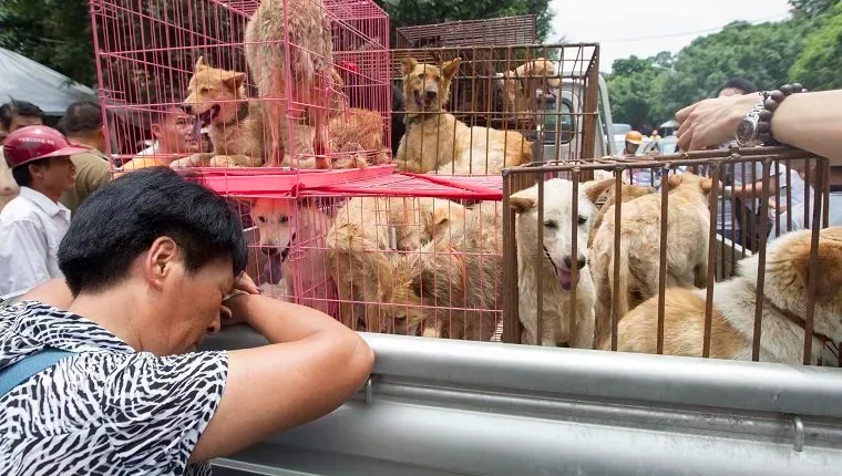 Mięso psa „prawdopodobnie zakazane” w tym roku na chińskim festiwalu psiego mięsa w Yulin