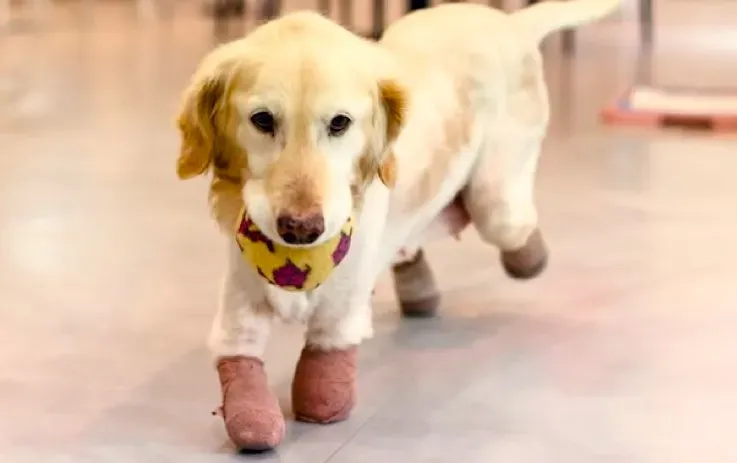 Iš Korėjos mėsos ūkio išgelbėtas auksaspalvis retriveris įgauna naują gyvenimą