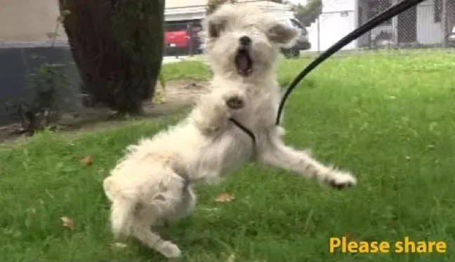 Herrelös hund som sover på skolgården överraskad av räddare (VIDEO)