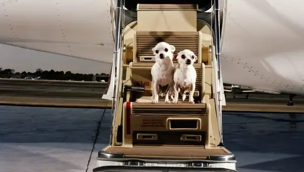 Fahrer von Nothetchen organisieren spezielle Flüge zu älteren Hunden