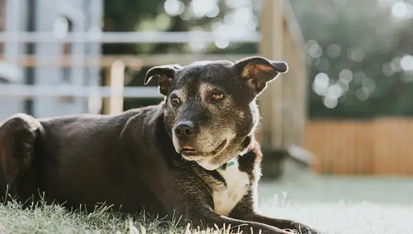De oudste hond heeft een nieuwe kans buitenshuis