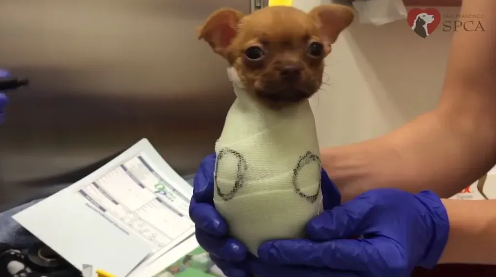 Sweet Daffodil tem a vida que merece