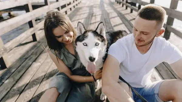 Az Impulse Face Husky örökre egy házat talál egy családdal, amely több mint 1250 mérföldet vezette annak elfogadására