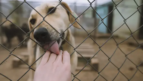 Tri razloga u vašem životu zašto vam je potrebna hitna pomoć koja će pomoći svom psu