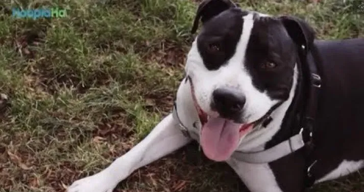 Beskućnica stvorila obitelj sa spašenim psima [VIDEO]