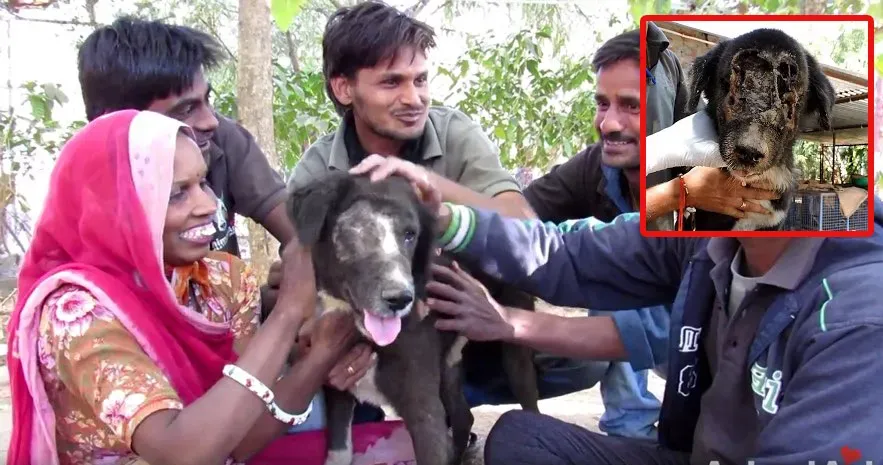 Kalu: Câinele care a crescut un nou chip [AVERTISMENT: GRAFIC]