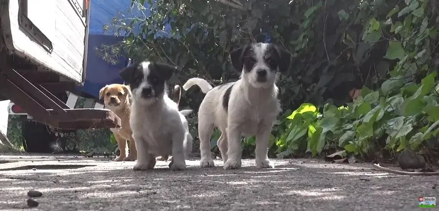 路上から救出された5頭の母なし子犬 [ビデオ]