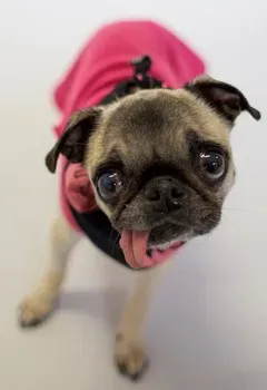 Rodgie de mopshond' title=