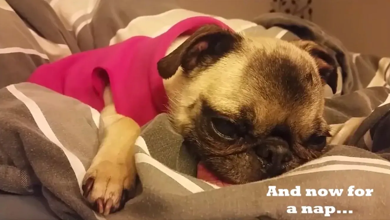 Rodgie de mopshond' title=