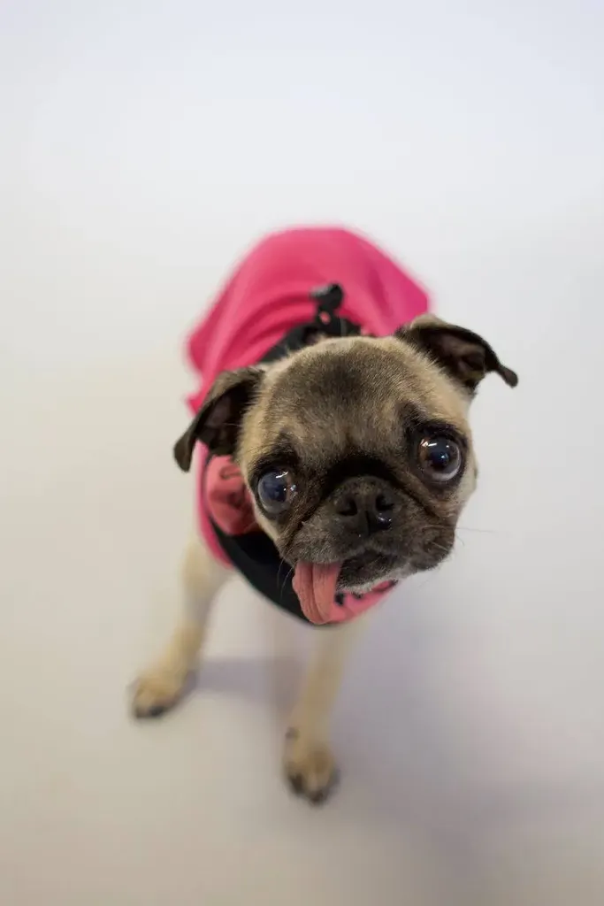 Rodgie de mopshond' title=