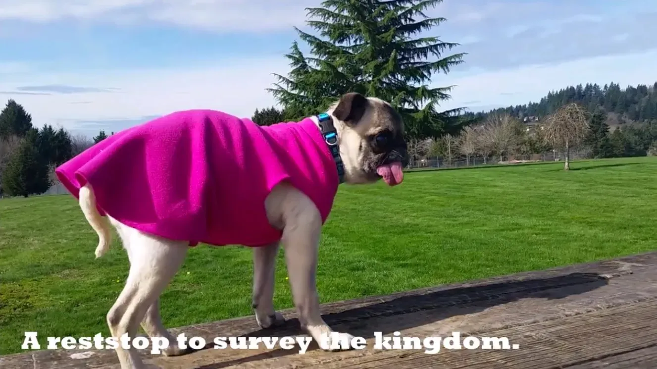 Rodgie de mopshond' title=