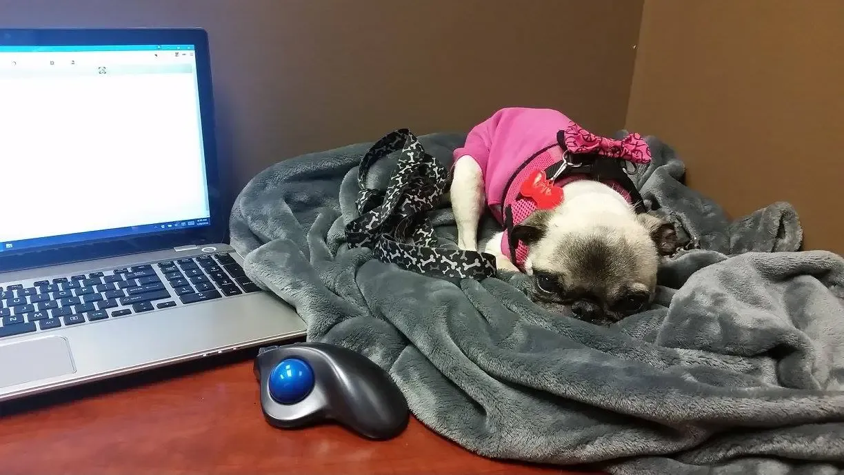 Rodgie de mopshond' title=