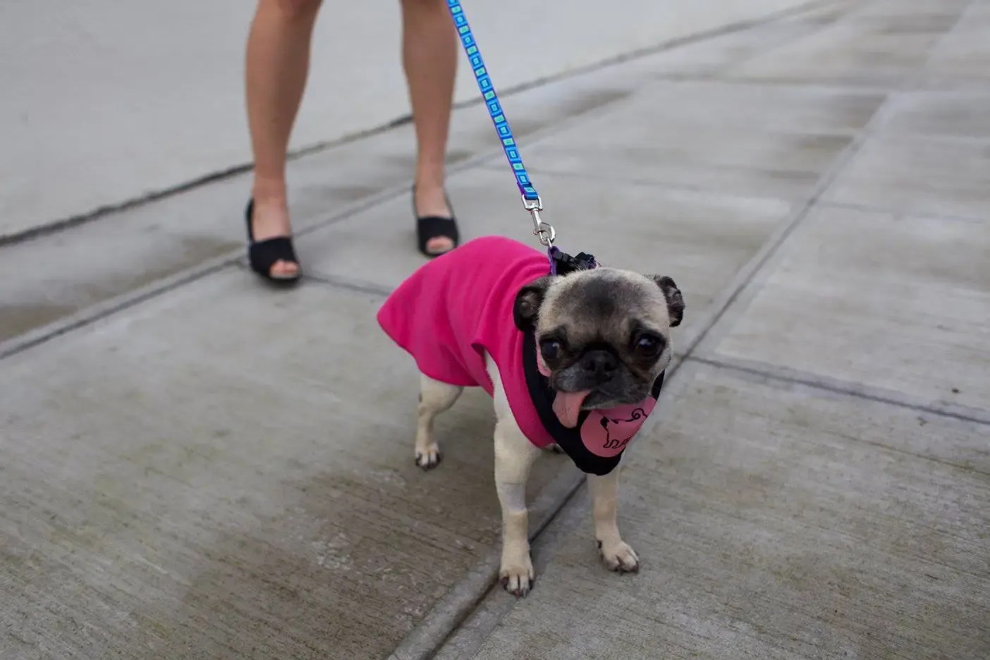 Rodgie de mopshond' title=