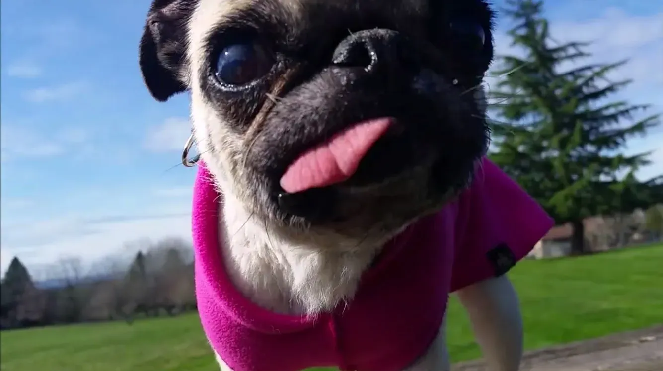 Rodgie de mopshond' title=