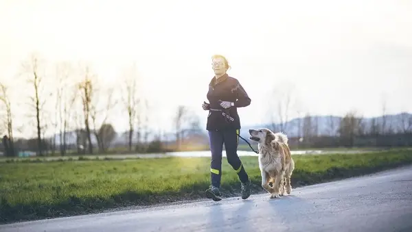 Make Some Positive Changes For Your Dog