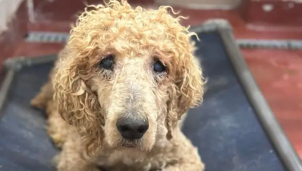 Fundador de Poodle Rescue arrestado bajo sospecha de crueldad animal