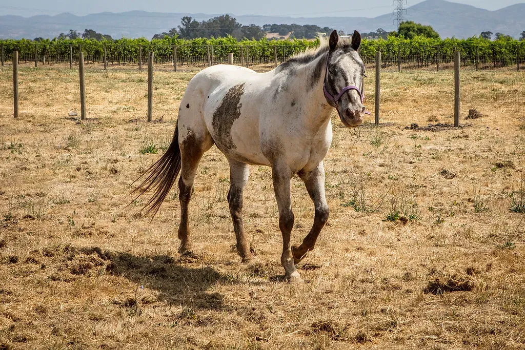 JARR GÅRDSDYR' title=