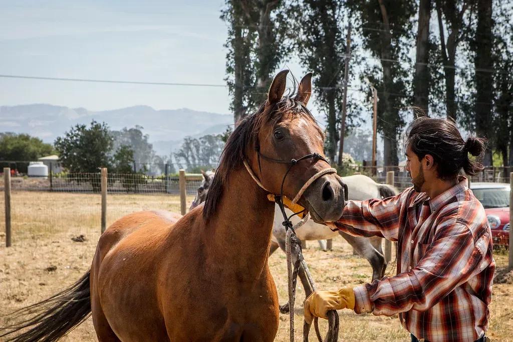 JARR GÅRDSDYR' title=