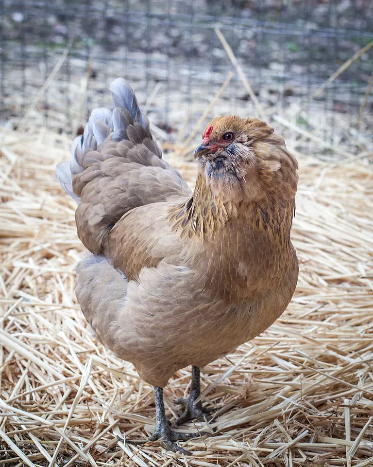 JARR GÅRDSDYR' title=