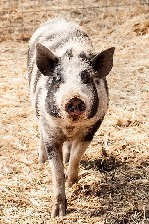 JARR GÅRDSDYR' title=