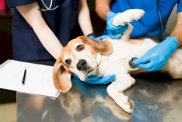 Jauks un skaists bīglu suns guļ uz izmeklējumu galda pie veterinārārsta. Divi veterinārārsti ar stetoskopu apskata slimu un nobiedētu mājdzīvnieku