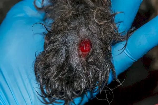 足に出血した草の種子膿瘍がある犬