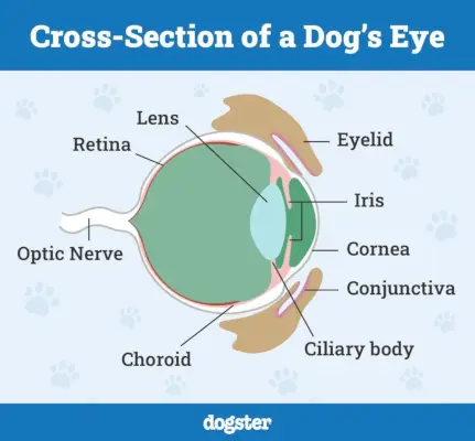 Dwarsdoorsnede van een hond