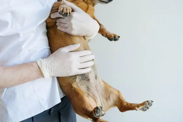 Prancūzų buldogo šunį iš arti laiko veterinarijos gydytojas veterinarijos klinikoje