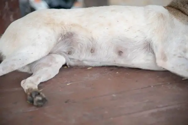 Ant mano šuns spenelių yra šašų – ar turėčiau nerimauti? (Veterinarijos atsakymas)