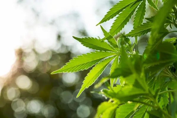 Лист марихуана