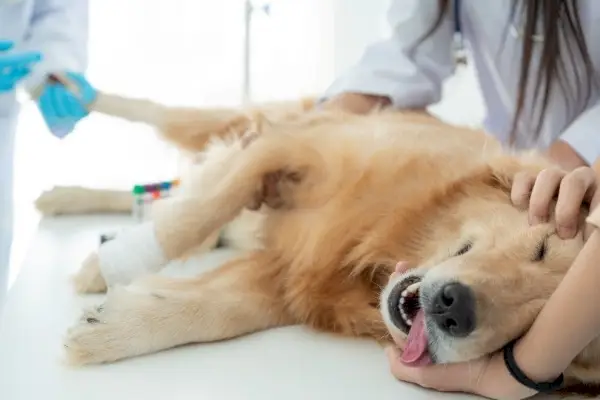 Hundebedøvelse med veterinærbehandling