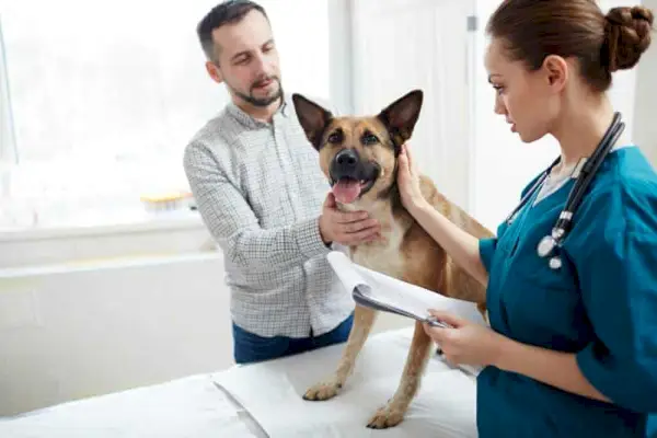 Mladi veterinar s medicinskim dokumentom dodiruje vrat psa i mazi ga tijekom pregleda