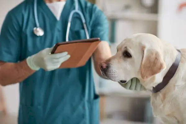 muški veterinar pregledava psa labradora retrivera u veterinarskoj klinici