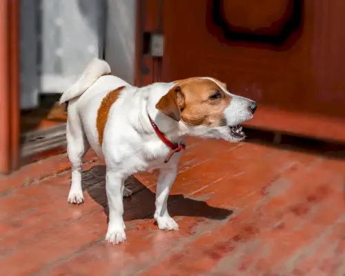 cane che abbaia all'aperto