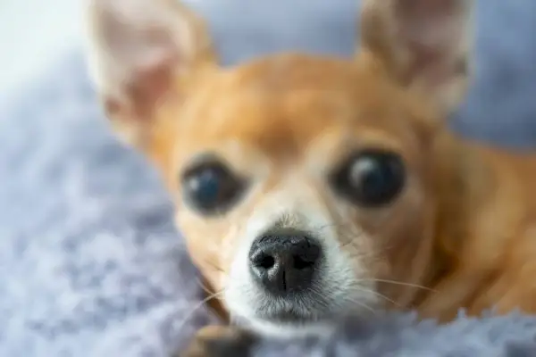 spierzchnięty nos nieuleczalnego psa