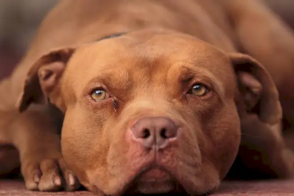 pit bull pies z czerwonym nosem w spoczynku