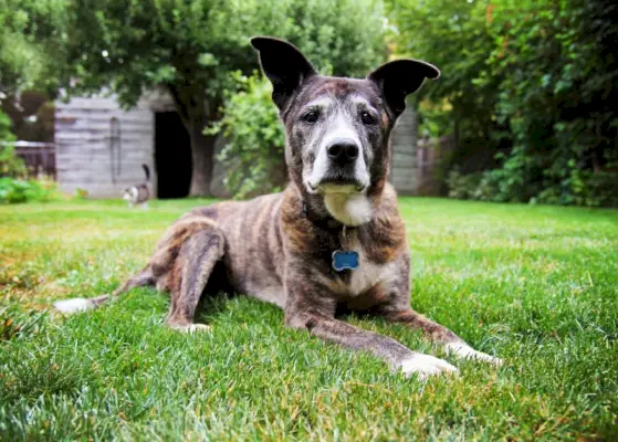 草の上に横たわるシニア犬
