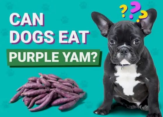 Môžu psi jesť Ube (Purple Yam)? Fakty o výžive a časté otázky: Odpoveď veterinára