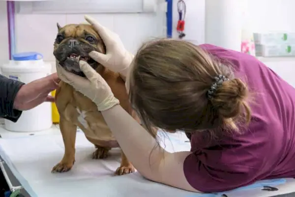 pas na operacijskom stolu i doktor u veterinarskoj klinici