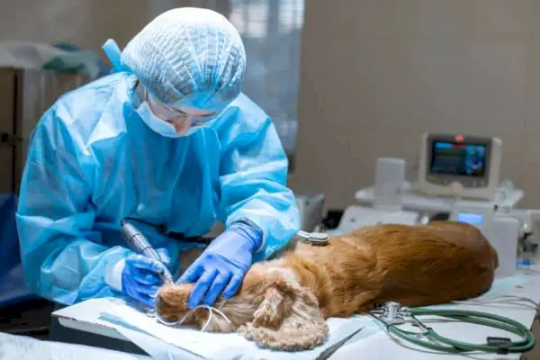 postupak profesionalnog vađenja zuba psa u veterinarskoj ambulanti