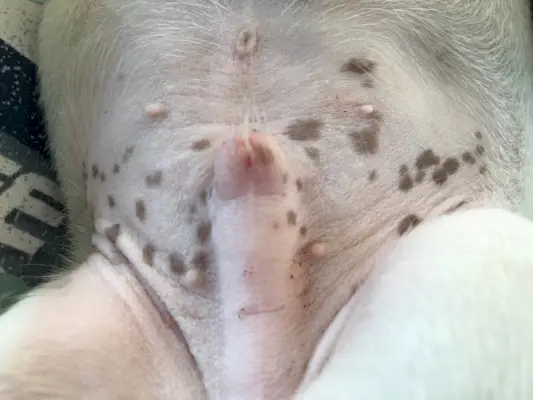 Iš arti miegančio šuns penio