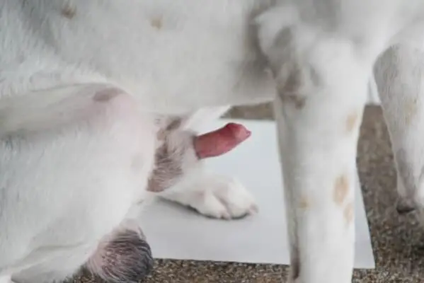 Parafimoza kod pasa: je li vašem psu ruž zalijepljen? (odgovor veterinara)