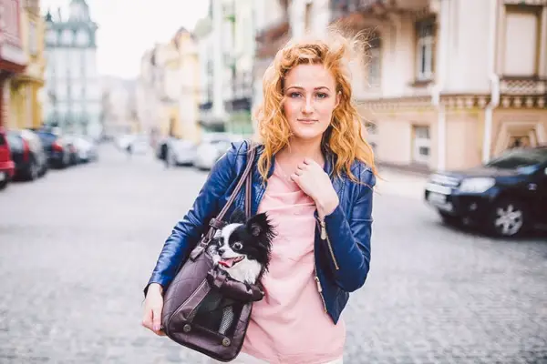 Gos Chihuahua portat a una bossa per a mascotes. Simpàtic gos amb un transport de viatge transparent per a mascotes