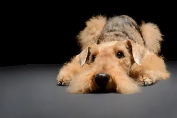 Airedale Terrier Hund liegt isoliert auf dem Boden auf schwarzem Hintergrund