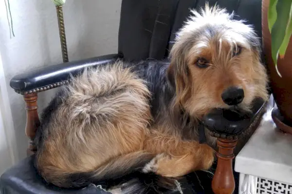 Airedale Terrier rollt sich auf einem großen schwarzen Ledersessel mit zerrissener Sitzfläche zusammen