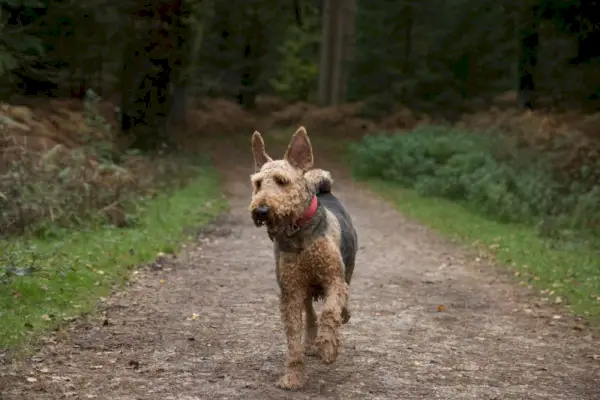 Airedale Terrier läuft mitten im Wald
