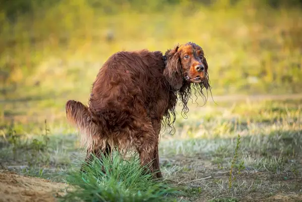 Chien Setter irlandais rouge adulte marquant caca de territoire